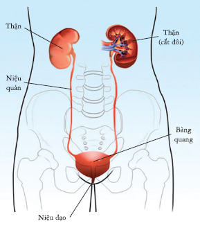 phamhoangtrung-doctor-suythan2